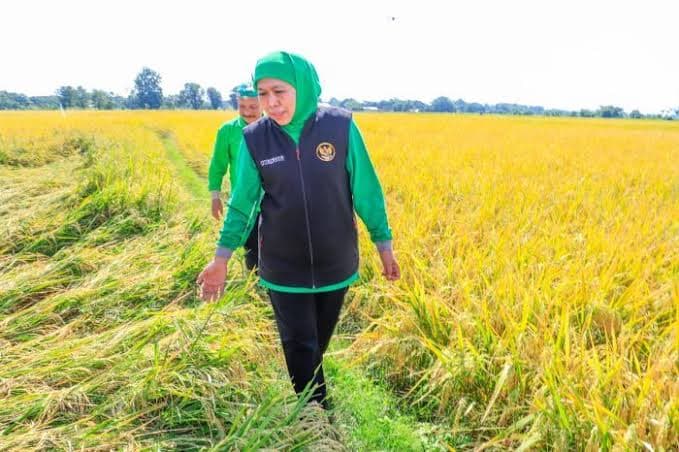Ungguli Provinsi Lain Penghasil Padi, Jatim Jadi Motor Penggerak