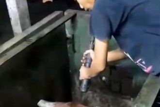 Seseorang menggunakan alat stunning untuk memingsankan sapi. (Foto : Yt video viral)