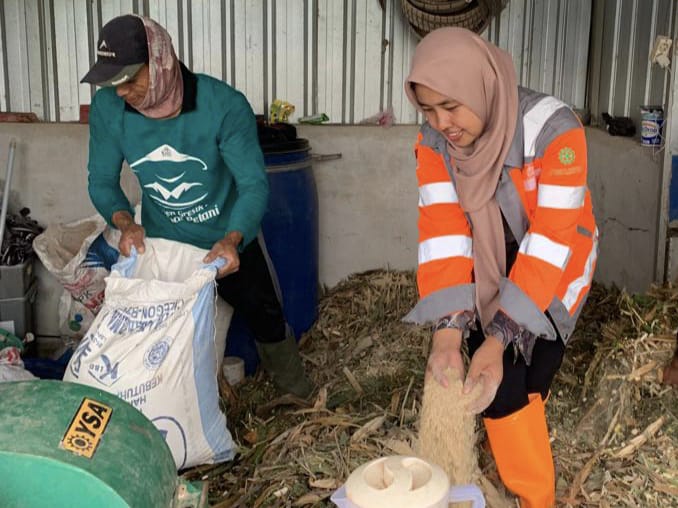Sukardi (kiri) mengolah limbah hasil panen jagung menjadi pakan ternak berbentuk silase di kawasan Edupark PT Semen Gresik Pabrik Rembang, Jawa Tengah. (Foto : SIG)