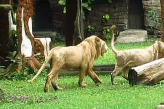 Singa Putih Zeus dan Kiara menjadi koleksi satwa di Kebun Binatang Surabaya. (Foto: fkp)