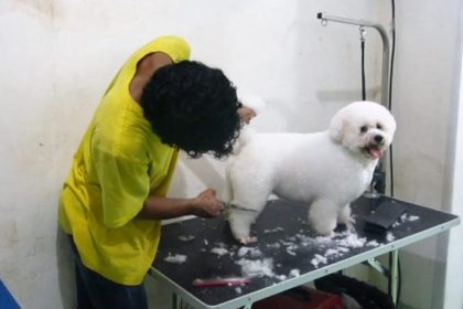 Pegawai Sunny Pet Hotel di Surabaya sedang merawat anjing yang dititipkannya. (Foto : kfp)