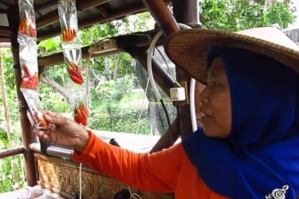 Cabai rawit sachet menjadi pilihan warga Surabaya di tengah harga cabai rawit yang meroket pada liburan natal dan tahun baru. (Foto: kfp)
