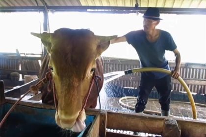 Suyatno terus berusaha menjaga kesehatan dan kebugaran sapi ternaknya. (Foto : kfp)