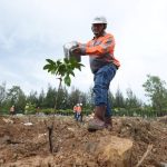 Penanaman bibit pohon mahoni daun kecil di lahan bekas tambang tanah liat Pabrik Lhoknga, Kabupaten Aceh Besar, sebagai upaya reklamasi untuk memulihkan fungsi tempat hidup bagi keanekaragaman hayati. (Foto : SIG)